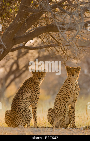 Le Guépard (Acinonyx jubatus), tôt le matin, Nxai Pan, Makgadikgadi Pans National Park, Botswana, Africa Banque D'Images