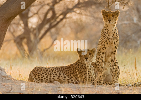 Le Guépard (Acinonyx jubatus), tôt le matin, Nxai Pan, Makgadikgadi Pans National Park, Botswana, Africa Banque D'Images