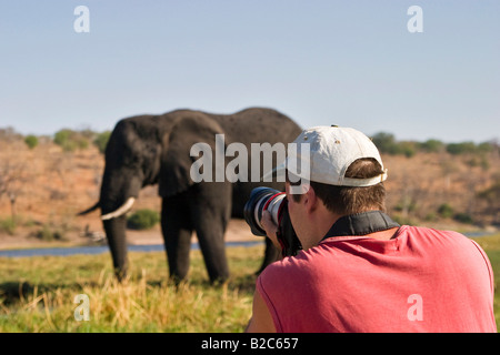 L'homme de prendre une photo d'une brousse africaine Elephant (Loxodonta africana) à côté de la rivière Chobe, Chobe National Park, Botswana Banque D'Images