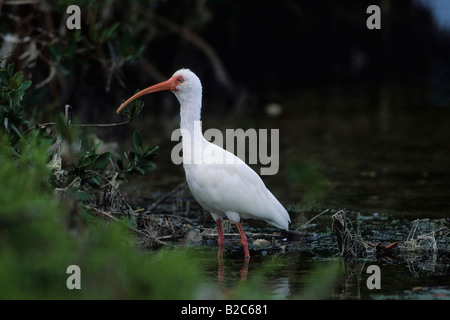 American Ibis blanc (Eudocimus albus), Florida, USA Banque D'Images