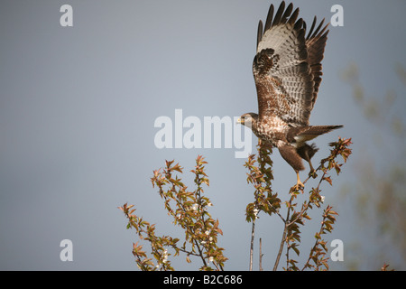 Buse variable (Buteo buteo), taking off Banque D'Images
