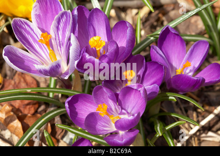 Crocus, première annonce du printemps dans un jardin, Carinthie, Autriche, Europe Banque D'Images