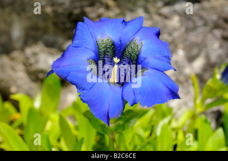 Gentiane acaule bleu (Gentiana acaulis), Alpes Banque D'Images