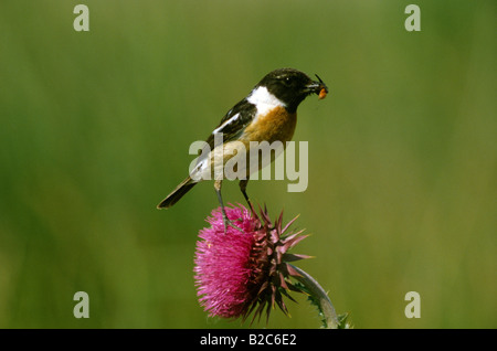 African Stonechat (Saxicola torquata ), famille, homme avec de la nourriture pour les plus jeunes perchés sur un musc chardon Banque D'Images