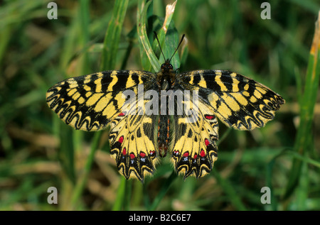 Guirlande (Zerynthia polyxena sud), de la Famille des Papilionidae, lacs d'Hortobagy, Hongrie, Europe Banque D'Images