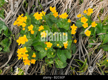 Kingcup, Populage des marais (Caltha palustris) croissant dans un milieu humide près de biotope, Schoefweg Bayerischer Wald, forêt de Bavière Banque D'Images