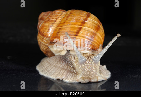 Bourgogne, romaine ou escargots (Helix pomatia) Banque D'Images