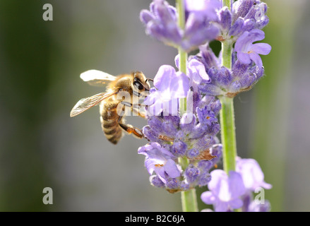 Abeille à miel (Apis) sur la lavande (Lavandula angustifolia) Banque D'Images