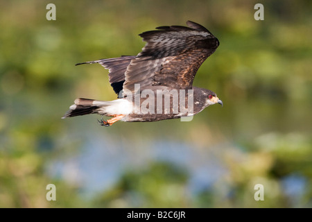 Milan des marais (Rostrhamus femelle sociabilis) en vol, Kissimmee, Floride, USA Banque D'Images