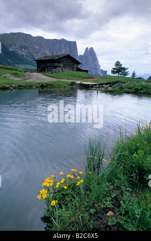 Kingcup ou Populage des marais (Caltha palustris) croissant sur le bord d'un lac avec un refuge de montagne en face de la massif du Sciliar, Banque D'Images