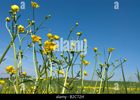 Renoncule des prés ou la renoncule âcre (Ranunculus acris) au printemps Banque D'Images