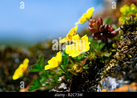 (Ranunculus montanus) poussant sur un versant de montagne Banque D'Images