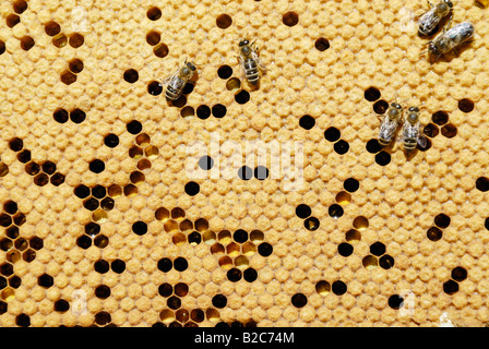Les abeilles (Apis mellifera var. carniola) sur le miel avec du pollen et cellules couvertes Banque D'Images