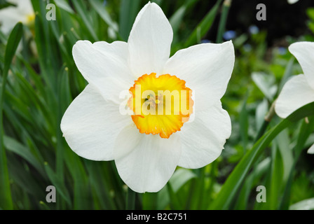 White blossom jonquille (Narcissus) Banque D'Images