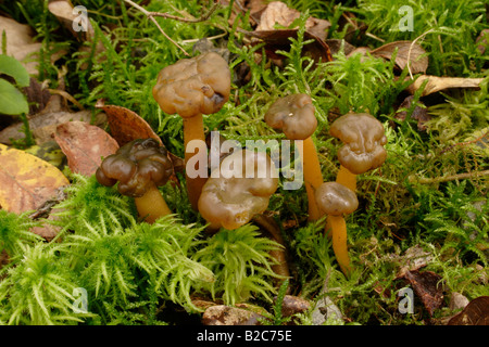 Jellybaby Betula costata lubrica champignons parmi les sphaignes en woodland UK Banque D'Images