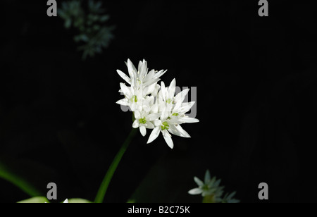 Ombelle de fleurs, Ramson, ail des ours ou ail sauvage (Allium ursinum) Banque D'Images