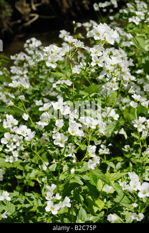 Fleurs blanc Cresson (Nasturtium officinale, Nasturtium microphyllum) Banque D'Images