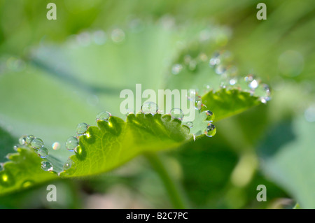 Gouttes d'eau sur la feuille d'une Alchémille (Alchemilla) Banque D'Images