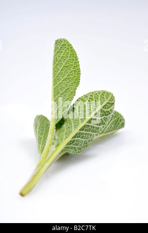 La sauge (Salvia officinalis) Banque D'Images