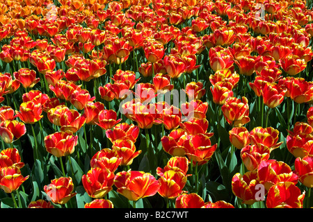 Rouge-jaune-Darwin-Hybrid, tulipes (Tulipa cultivar), espèces Banja Luka Banque D'Images