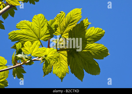 L'érable sycomore (Acer pseudoplatanus) feuillage vert, au printemps, les feuilles Banque D'Images