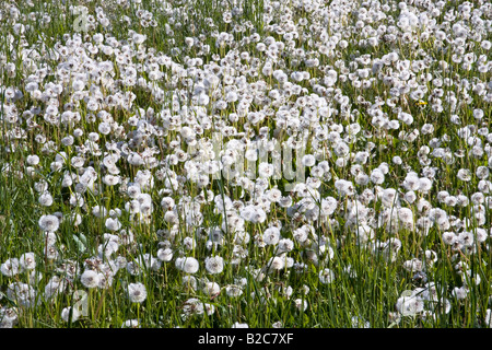 Prairie horloges de pissenlit, blowballs (Taraxacum officinale), têtes de graine Banque D'Images