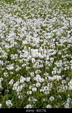 Prairie de pissenlit, horloges, blowballs (Taraxacum officinale), têtes de graine Banque D'Images