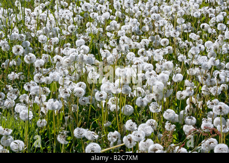 Prairie horloges de pissenlit, blowballs (Taraxacum officinale), têtes de graine Banque D'Images