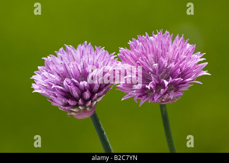 La ciboulette (Allium schoenoprasum) en fleurs Banque D'Images