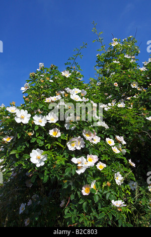 Blooming Dog Rose, Common Briar (rosa canina), Wild Rose parfumée, Banque D'Images