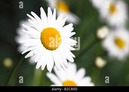 Oxeye Daisy, Daisies (Chrysanthemum leucanthemum, Leucanthemum vulgaris), Blossom Banque D'Images