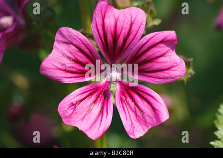 Mauve commune (Malva sylvestris), fleur, plante médicinale Banque D'Images