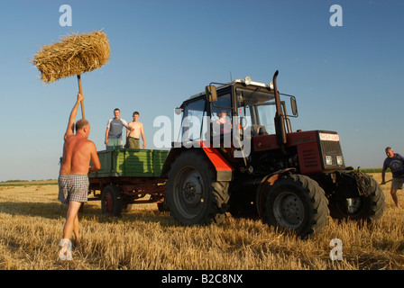 Empilage de ballots de paille sur la remorque du tracteur dans le champ de chaume Comté Bekes Hongrie Europe du Sud Banque D'Images