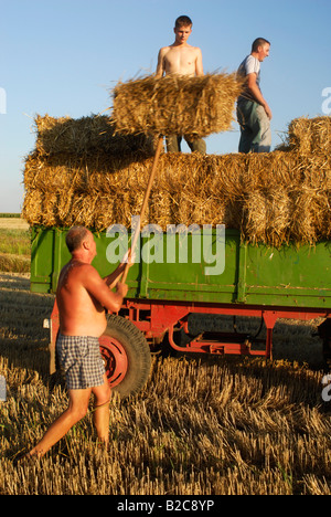 Empilage de ballots de paille sur la remorque du tracteur dans le champ de chaume Comté Bekes Hongrie Europe du Sud Banque D'Images