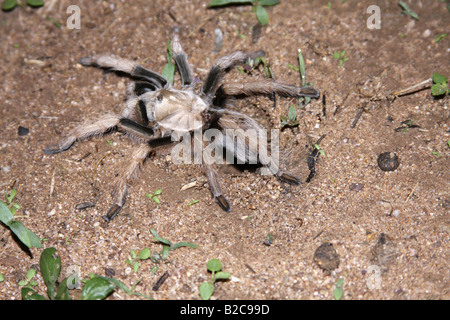 Désert ou blonde mexicaine tarantula (Aphonopelma chalcodes), Arizona, USA Banque D'Images