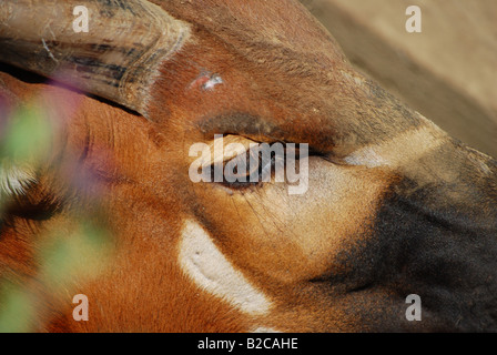 La montagne, l'Est (Bongo Tragelaphus eurycerus isaaci) Banque D'Images