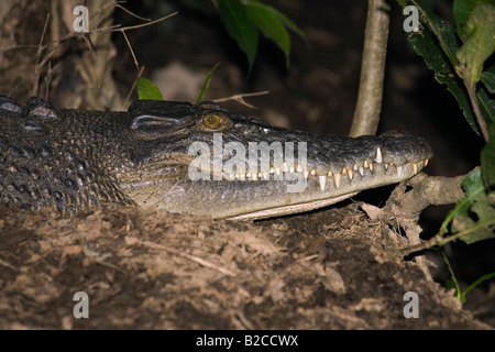 Wild Saltwater Crocodile estuarien Saltie Leistenkrokodil crocodile Crocodylus porosus mettant l'Australie Daintree River Banque D'Images