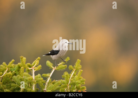 Clark s Casse-noisette (Nucifraga columbiana) perchées dans un arbre Banque D'Images