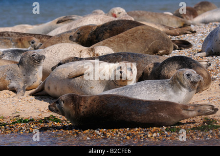 Les phoques communs à Blakeney Point, Norfolk, Angleterre, Royaume-Uni Banque D'Images
