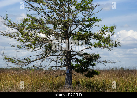 Les cyprès de la population d'arbres en bordure de la Rivière Apalachicola système estuarien près de Apalachicola en Floride Banque D'Images