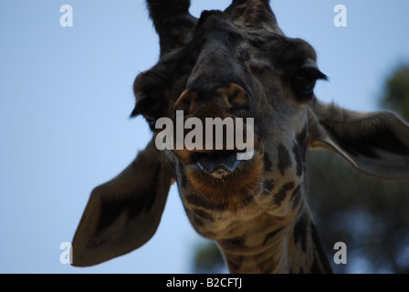 Une jeune Girafe (Giraffa camelopardalis) faisant une drôle de visage Banque D'Images