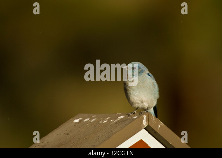 (Le Merlebleu azuré Sialia currucoides) perché sur birdhouse Banque D'Images