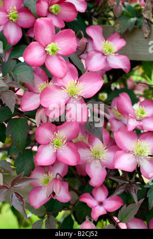 CLEMATIS MONTANA FREDA Banque D'Images