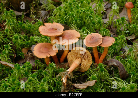 Un Cartinarius saniosus webcap champignon parmi les sphaignes en woodland UK Banque D'Images