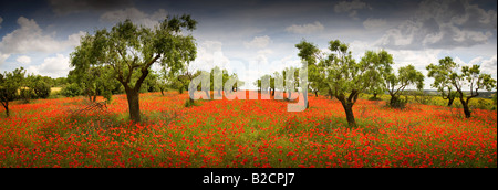 Poppyfield sous les amandiers près de Huesca près de Pyrénées espagnoles Banque D'Images