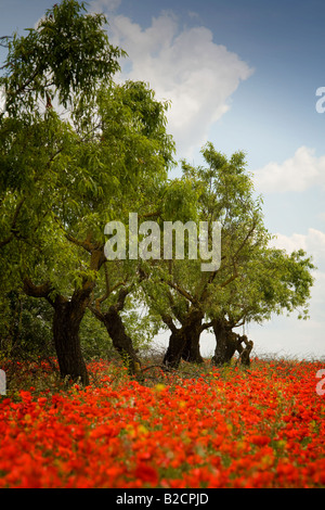 Poppyfield sous les amandiers près de Huesca en Pyrénées espagnoles Banque D'Images