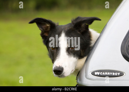 Chien courant à la frontière noire et blanche, en train de courir en compagnie d'un chien de berger écossais, Écosse, Royaume-Uni Banque D'Images