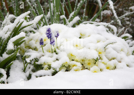 Fleurs de Printemps, une primevères et Muscaris couvertes de neige. Le Dorset. UK. Avril. Banque D'Images