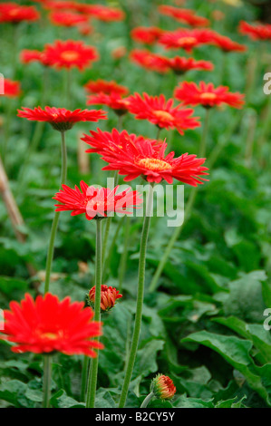 fleurs de Gerbera Banque D'Images