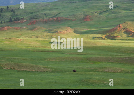 Bison dans la vallée Rouge, Parc National de Wind Cave, Dakota du Sud Banque D'Images